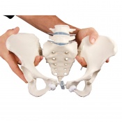 Erler-Zimmer Flexible Female Pelvis Model with Sacrum and Lumbar Vertebrae