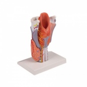 Erler-Zimmer 5-Part Anatomical Larynx Model (2x Enlarged)