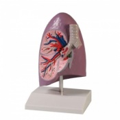 Erler-Zimmer Life-Size Anatomical Right Lung Model