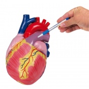 Erler-Zimmer 2-Part Giant Heart Model (3x Enlarged)