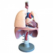 Erler-Zimmer Human Respiratory Organs Model