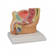 Erler-Zimmer Cross-Section Male Pelvis Model