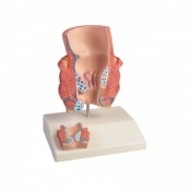 Erler-Zimmer Frontal Section Rectum and Haemorrhoid Anatomy Model