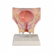 Erler-Zimmer Female Bladder Model