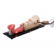 Erler-Zimmer EGD Esophago-Gastro-Duodenoscopy Medical Simulator