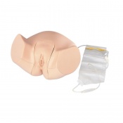Erler-Zimmer Female Catheterisation Training Model
