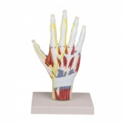 Erler-Zimmer Detailed Hand Anatomy Model With Stand