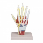 Erler-Zimmer Detailed Hand Anatomy Model With Stand