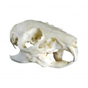 Erler-Zimmer Life-Size Guinea Pig Skull