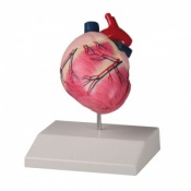 Erler-Zimmer Life-Size Canine Heart Model