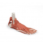 Erler Zimmer Anatomy Model Of the Muscles and Tendons of the Foot