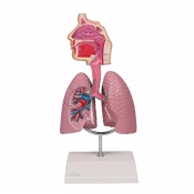 Erler-Zimmer Human Respiratory System Model