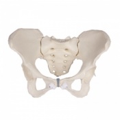 Erler-Zimmer Flexible Female Pelvis Model with Sacrum