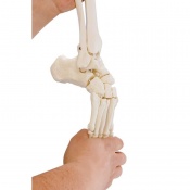 Erler-Zimmer Flexible Foot Skeleton Model With Ankle