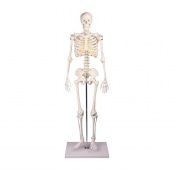 Erler-Zimmer Miniature Anatomical Skeleton Model Tom