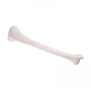 Tibia Bone Replica