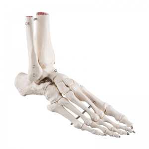 Wire Mounted Foot Skeleton with Tibia and Fibula