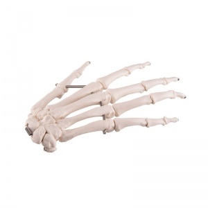 Wire Mounted Hand Skeleton