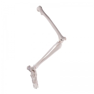 Wire Mounted Leg Skeleton